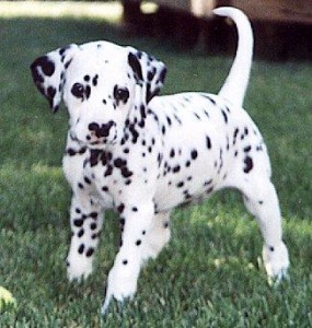 Fattori di rischio :: Cane dalmata