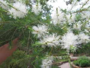 Melaleuca alternifoglia